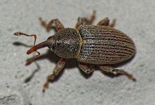 Réf. 327 071 : Tychius picirostris